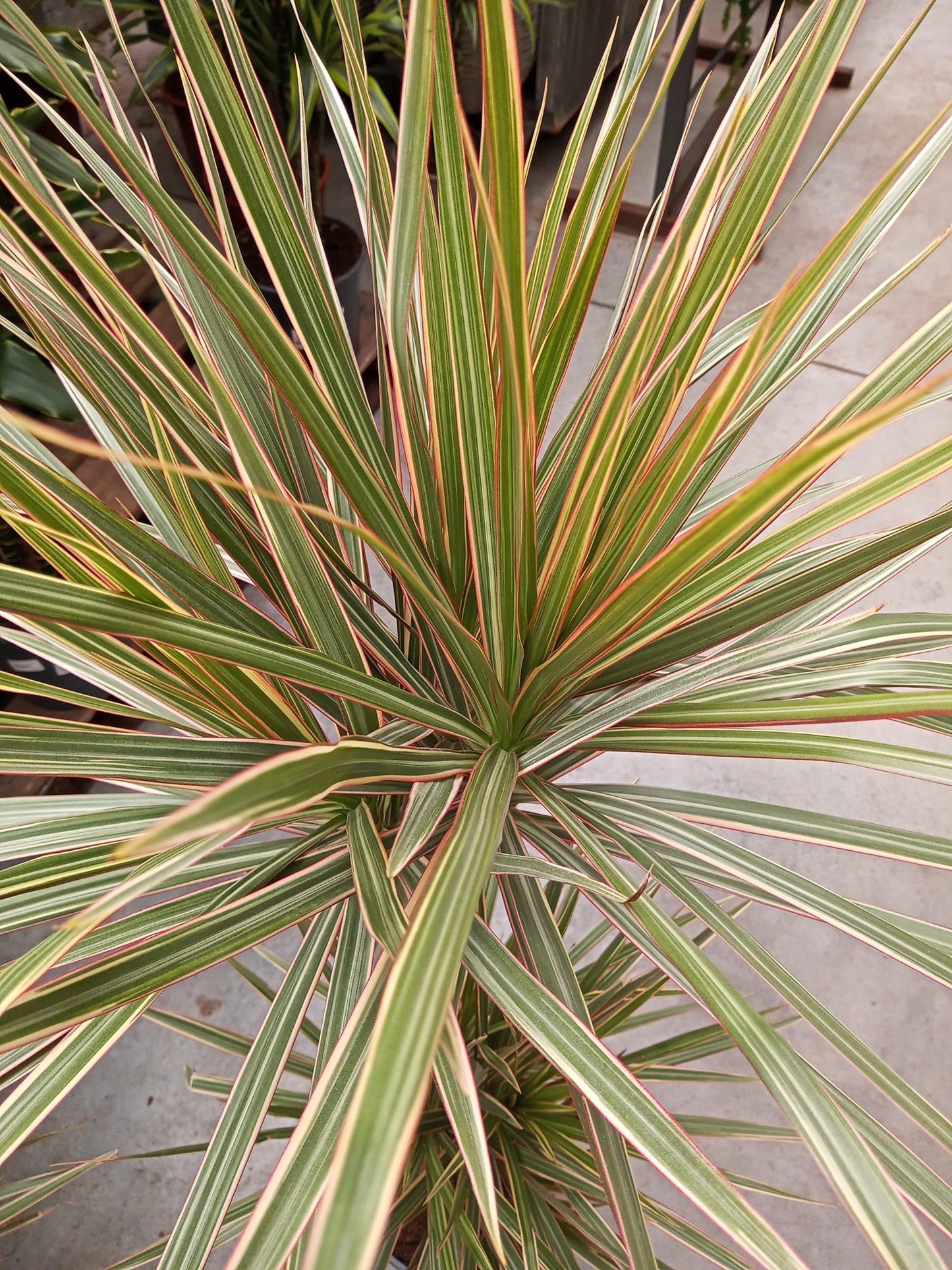 Dracaena Marginata 'bicolor' - View 5 from www redcrocus com