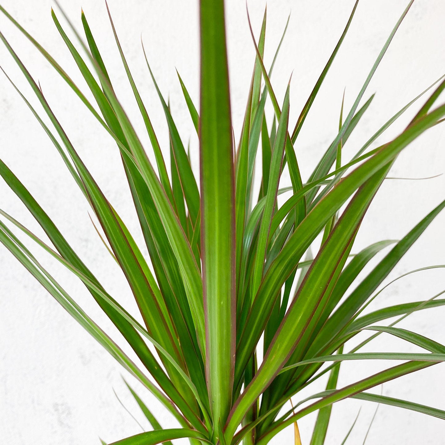 Dracaena Marginata 'bicolor' - View 6 from www redcrocus com