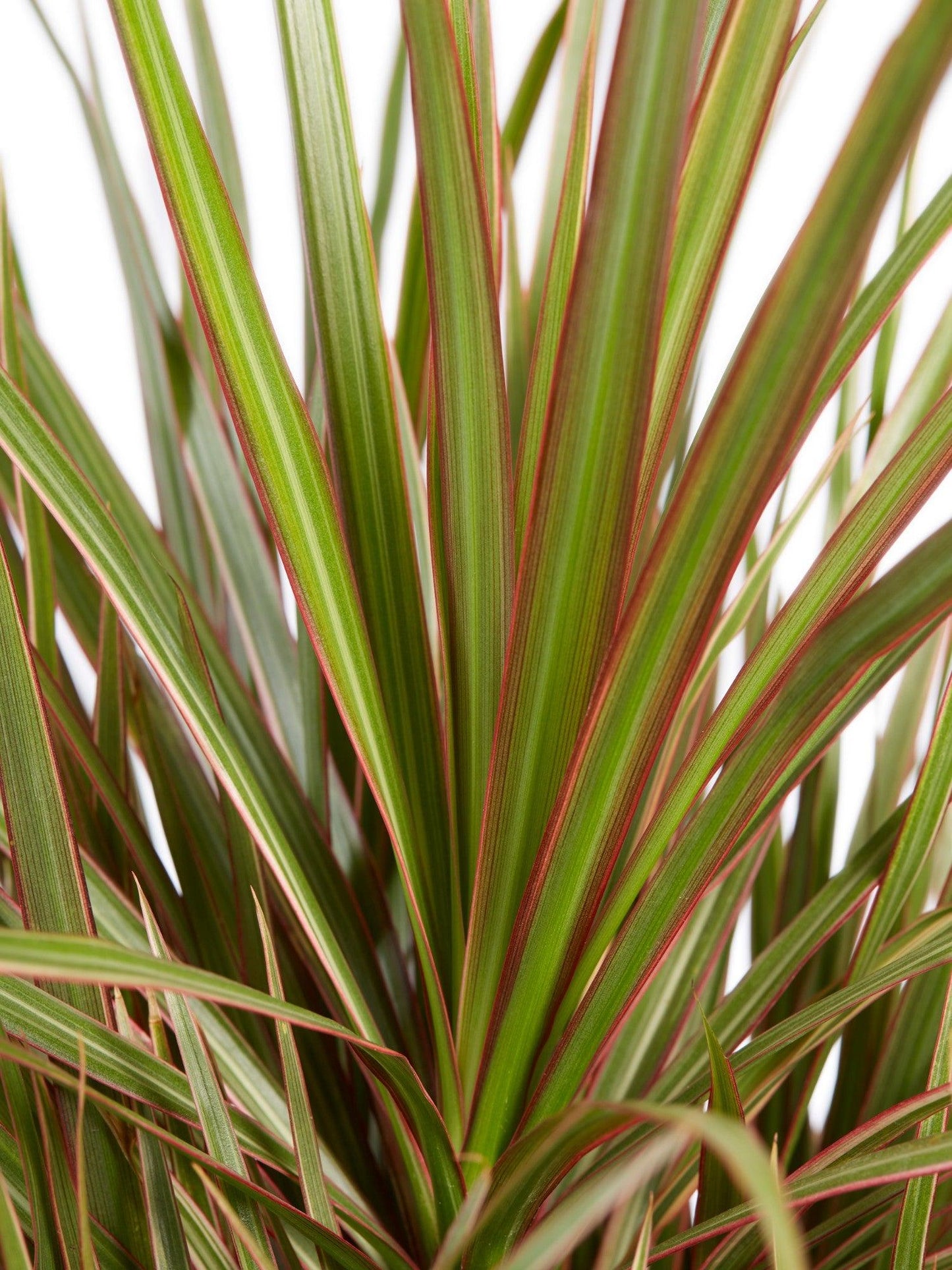Dracaena Marginata 'bicolor' - View 7 from www redcrocus com