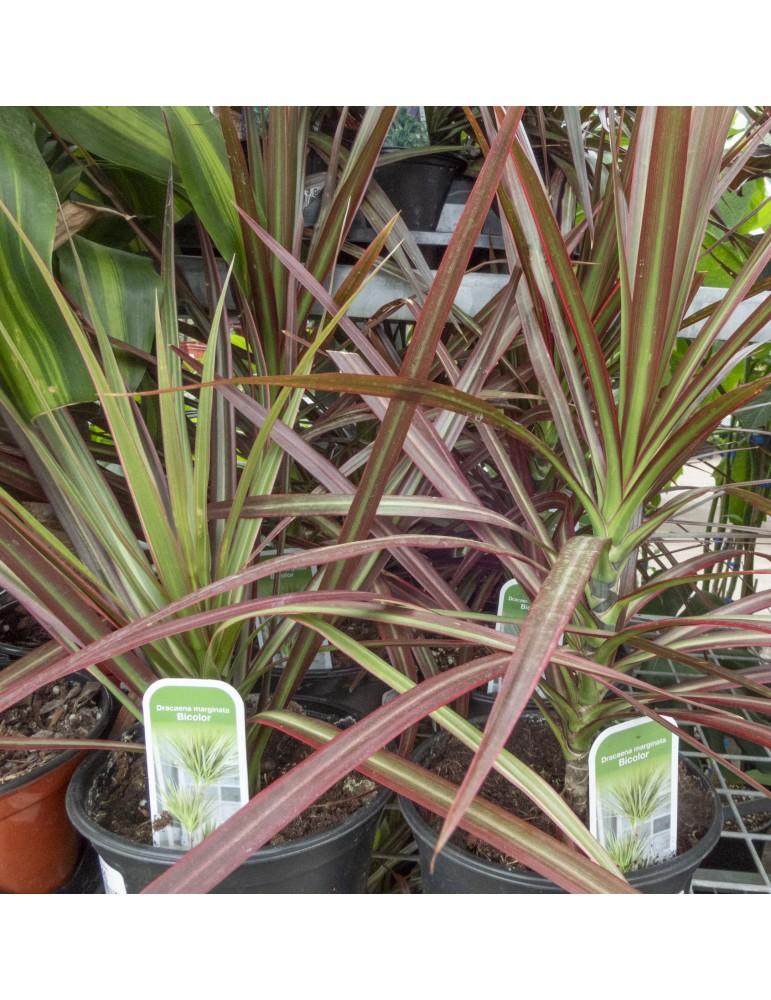 Dracaena Marginata 'bicolor' - View 8 from www redcrocus com