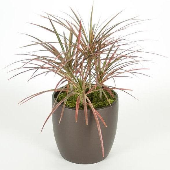 Dracaena Marginata 'bicolor' - View 9 from www redcrocus com