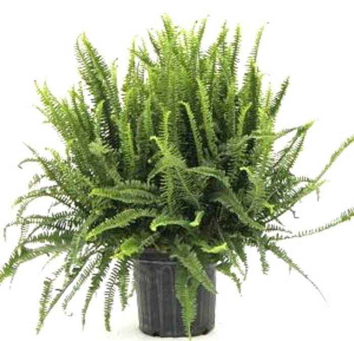 Fern, Nephrolepis Obliterata (kimberly Fern) - View 11 from www redcrocus com