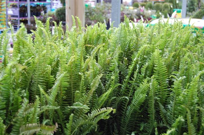 Fern, Nephrolepis Obliterata (kimberly Fern) - View 12 from www redcrocus com
