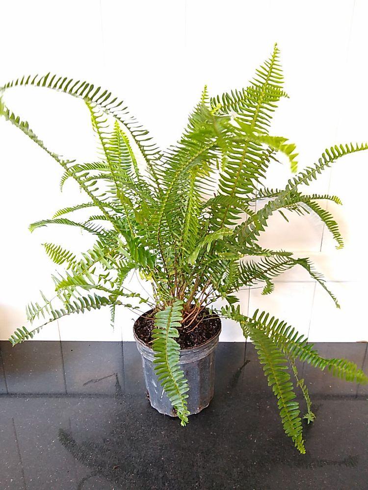 Fern, Nephrolepis Obliterata (kimberly Fern) - View 3 from www redcrocus com
