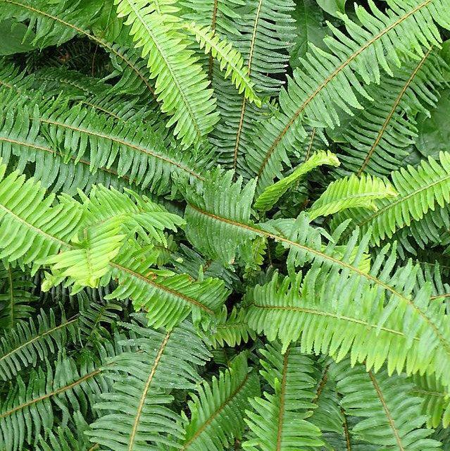 Fern, Nephrolepis Obliterata (kimberly Fern) - View 6 from www redcrocus com