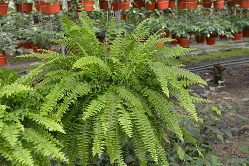 Fern, Nephrolepis Obliterata (kimberly Fern) - View 8 from www redcrocus com