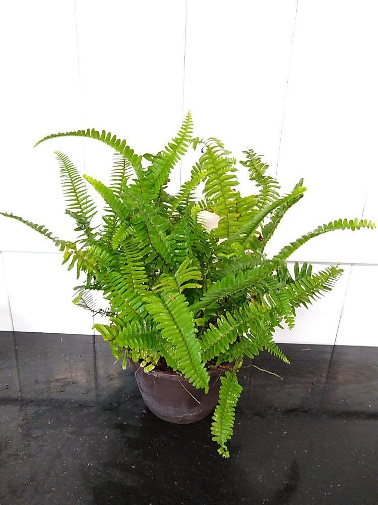 Fern Nephrolepis Obliterata (kimberly Fern) - View 11 from www redcrocus com