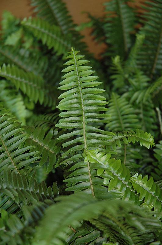 Fern Nephrolepis Obliterata (kimberly Fern) - View 12 from www redcrocus com