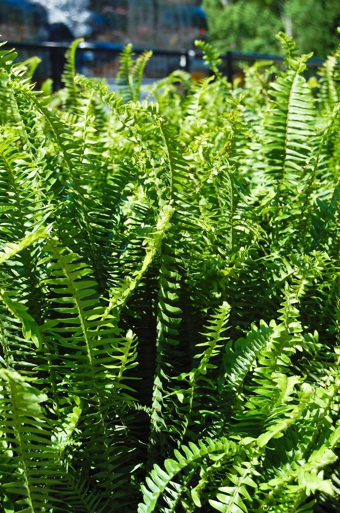 Fern Nephrolepis Obliterata (kimberly Fern) - View 13 from www redcrocus com