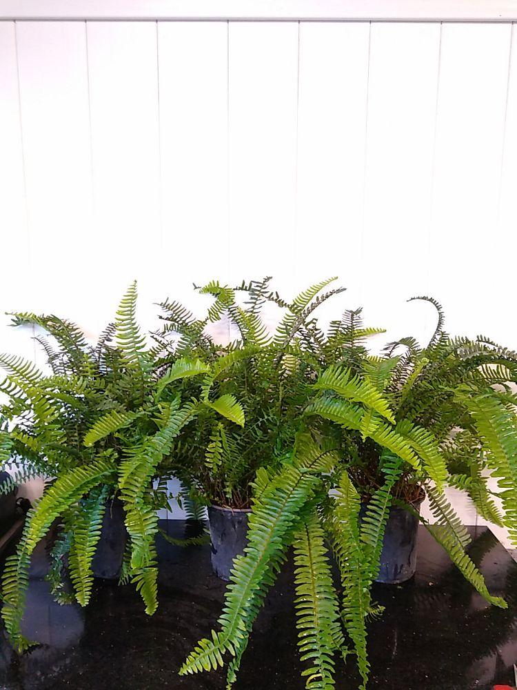 Fern Nephrolepis Obliterata (kimberly Fern) - View 14 from www redcrocus com