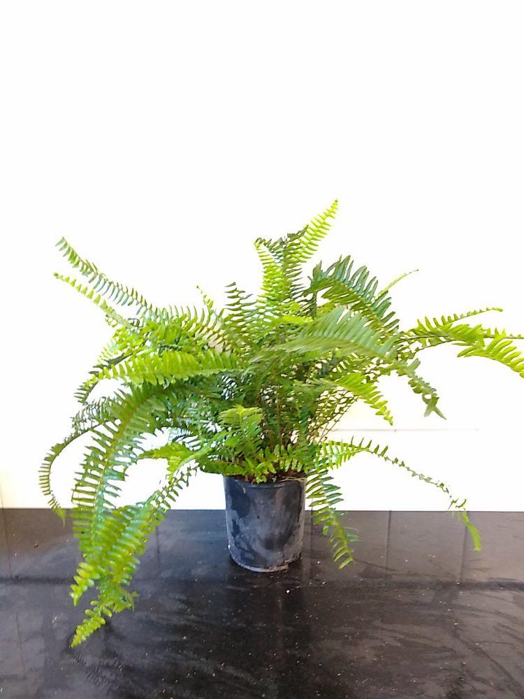 Fern Nephrolepis Obliterata (kimberly Fern) - View 16 from www redcrocus com