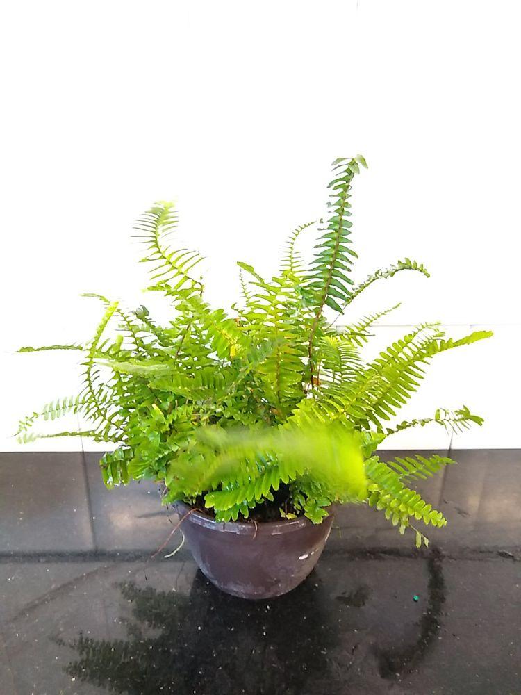 Fern Nephrolepis Obliterata (kimberly Fern) - View 17 from www redcrocus com