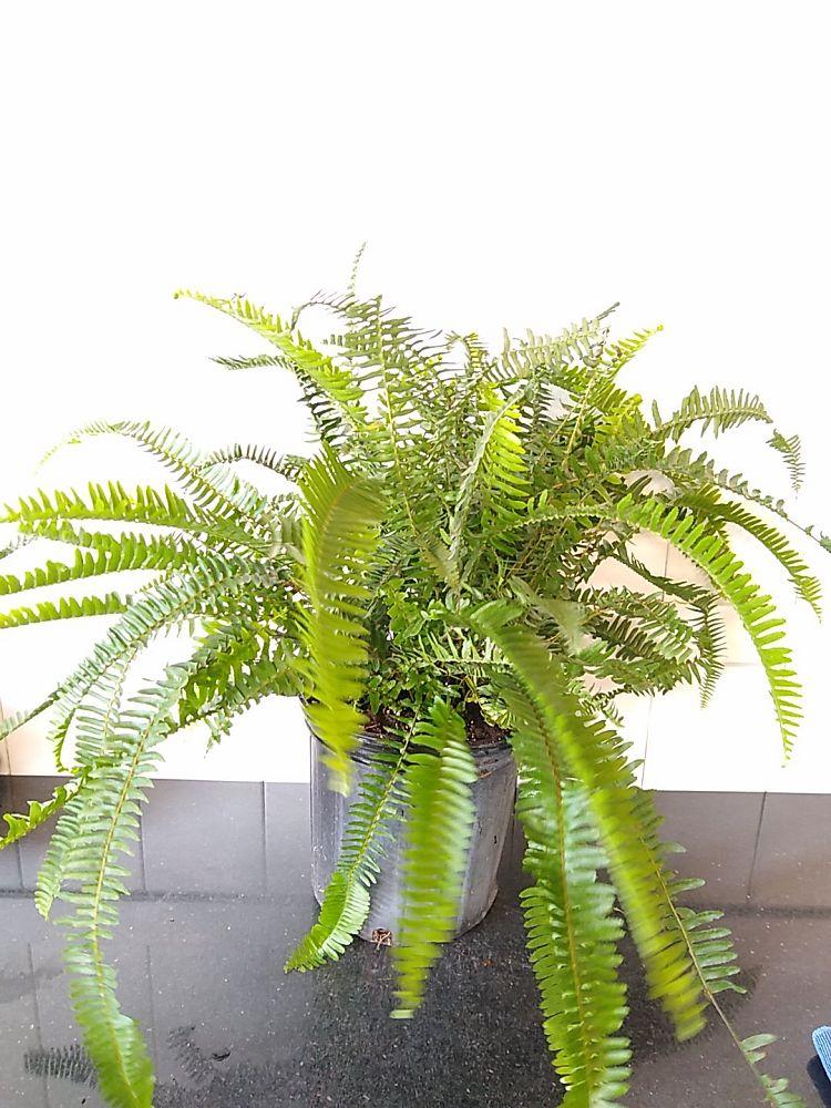 Fern Nephrolepis Obliterata (kimberly Fern) - View 2 from www redcrocus com