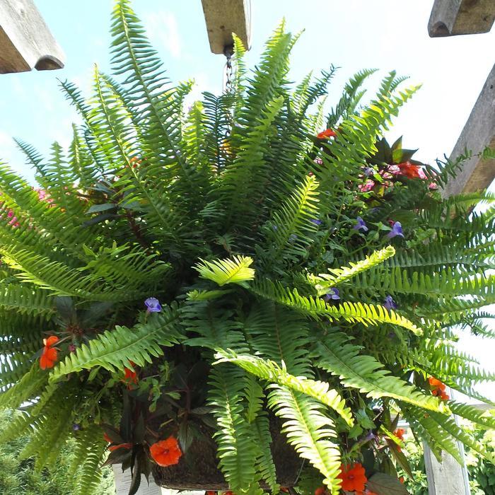 Fern Nephrolepis Obliterata (kimberly Fern) - View 3 from www redcrocus com