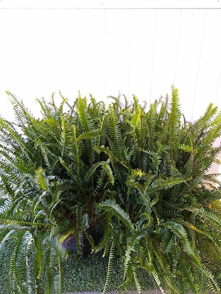 Fern Nephrolepis Obliterata (kimberly Fern) - View 4 from www redcrocus com