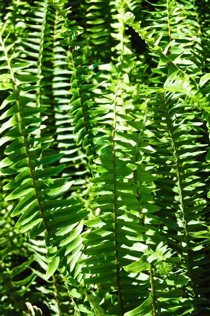 Fern Nephrolepis Obliterata (kimberly Fern) - View 8 from www redcrocus com