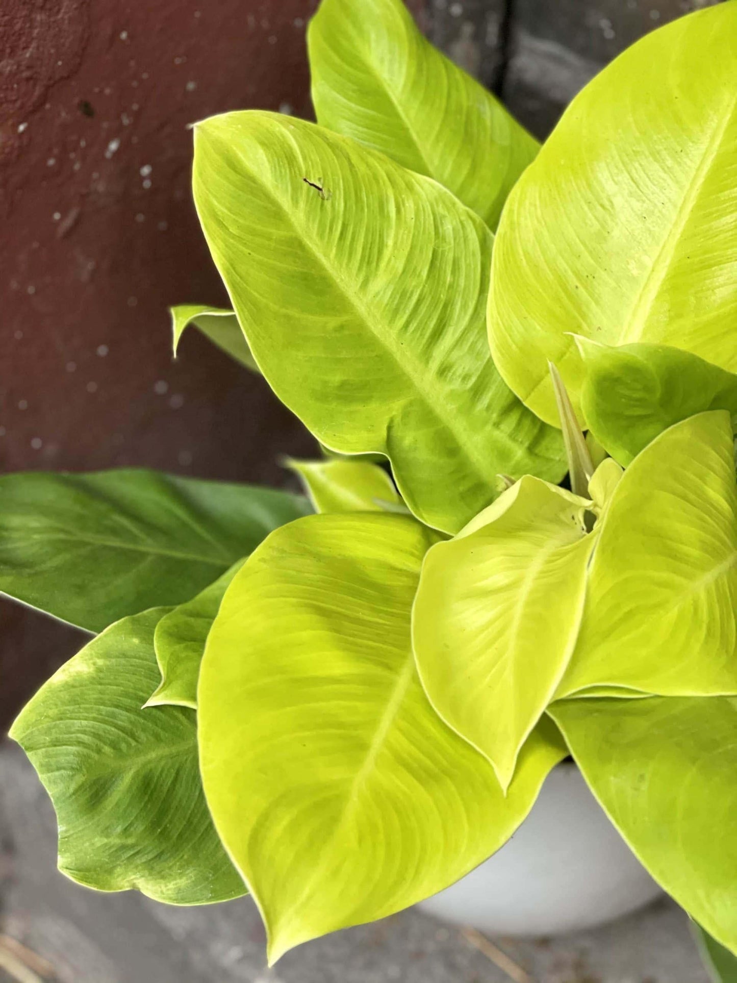 Philodendron Moonlight - View 15 from www redcrocus com
