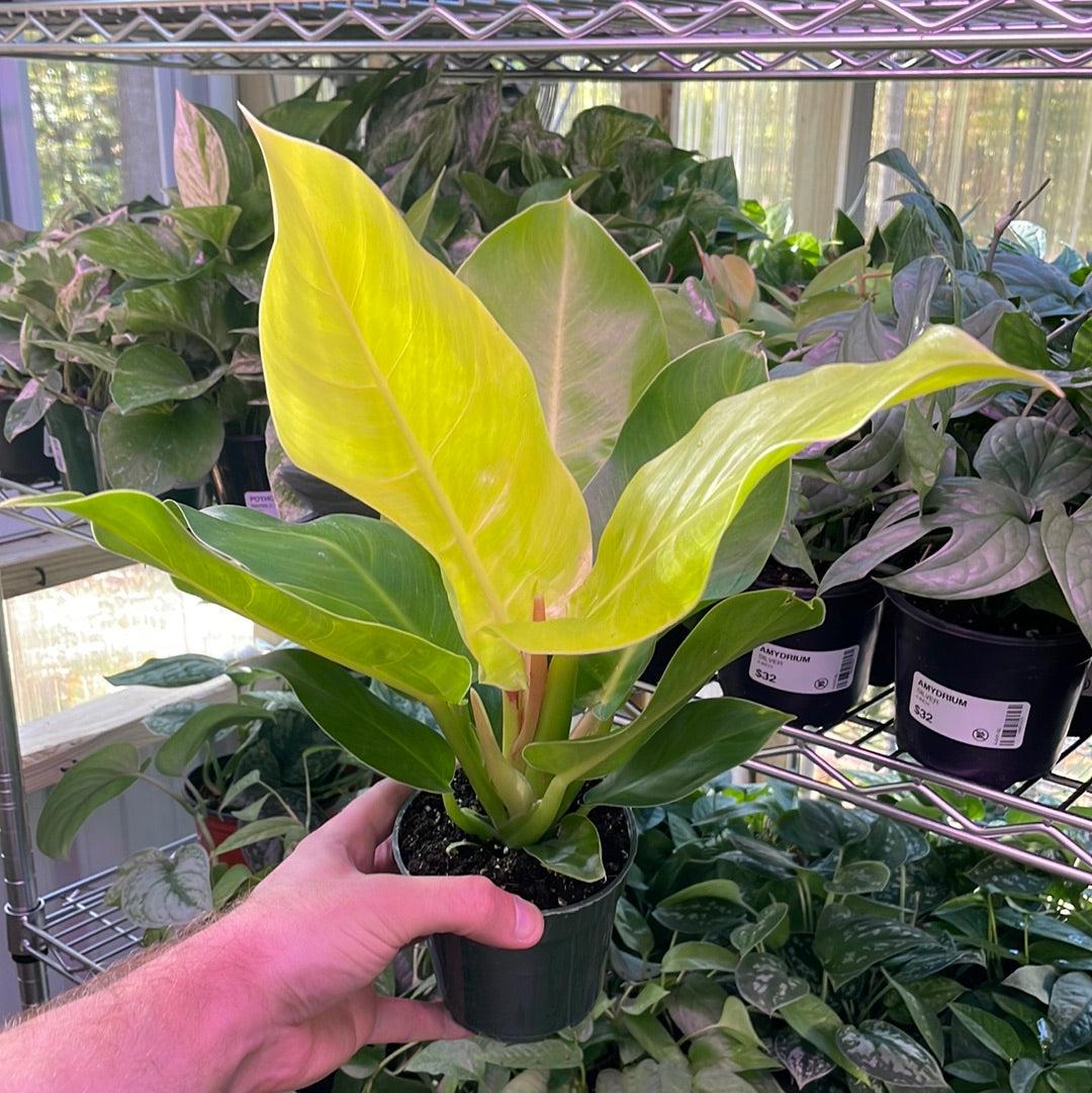 Philodendron Moonlight - View 16 from www redcrocus com