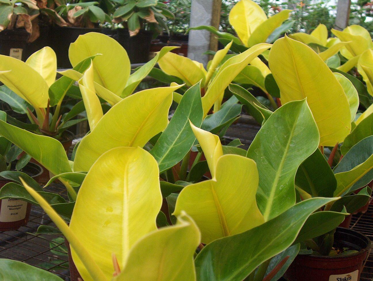 Philodendron Moonlight - View 18 from www redcrocus com