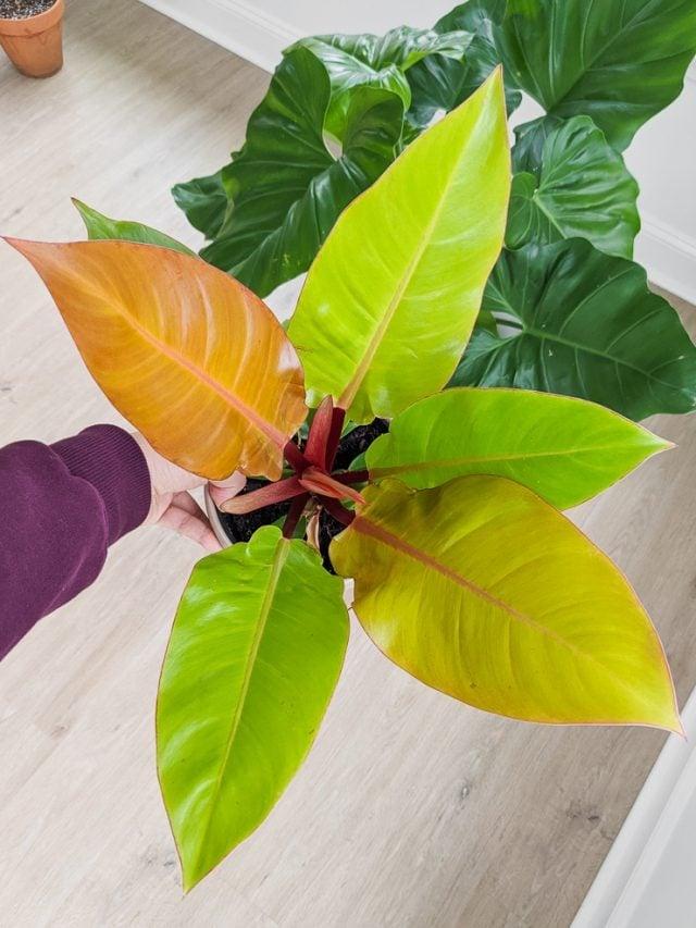 Philodendron Prince Of Orange - View 11 from www redcrocus com