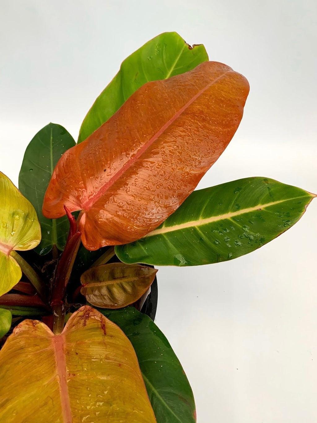 Philodendron Prince Of Orange - View 14 from www redcrocus com