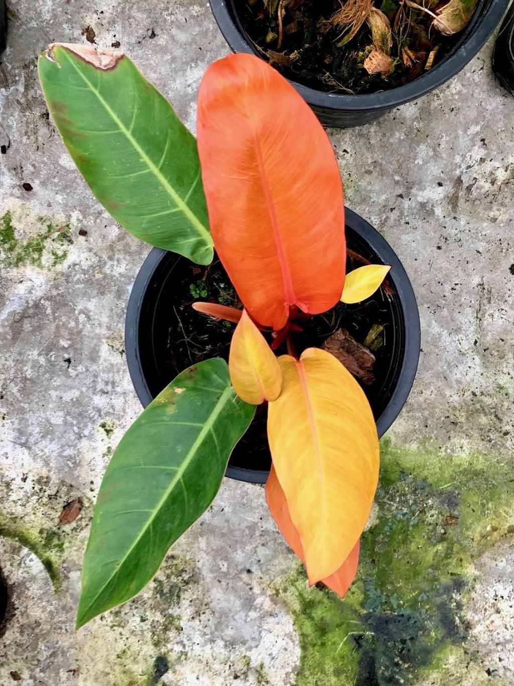 Philodendron Prince Of Orange - View 18 from www redcrocus com