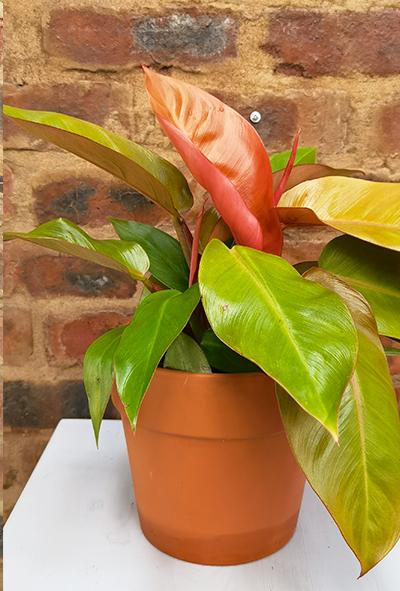 Philodendron Prince Of Orange - View 19 from www redcrocus com