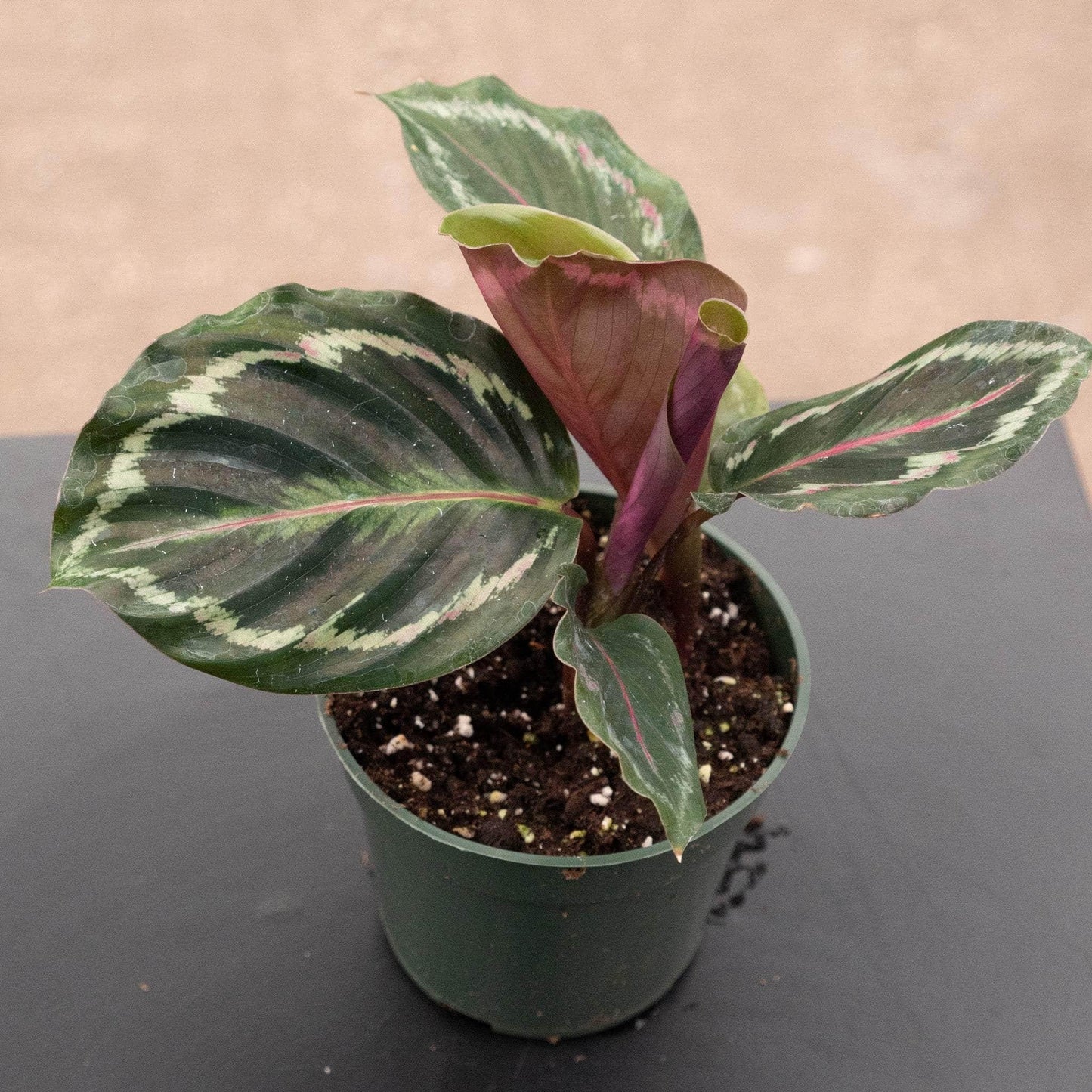 Calathea 'medallion' - View 10 from www redcrocus com