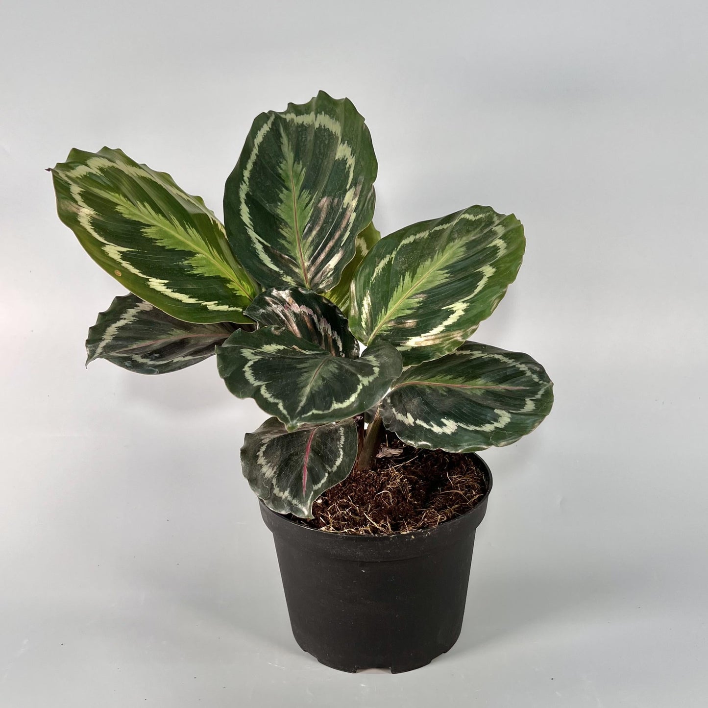 Calathea 'medallion' - View 11 from www redcrocus com