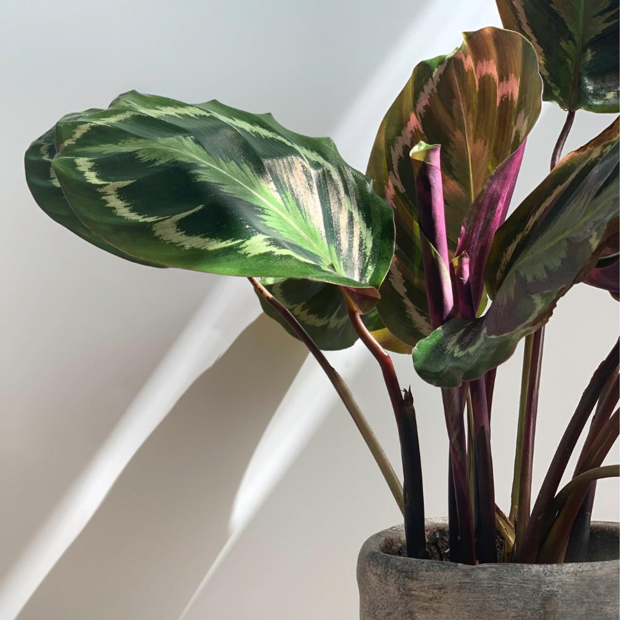 Calathea 'medallion' - View 12 from www redcrocus com