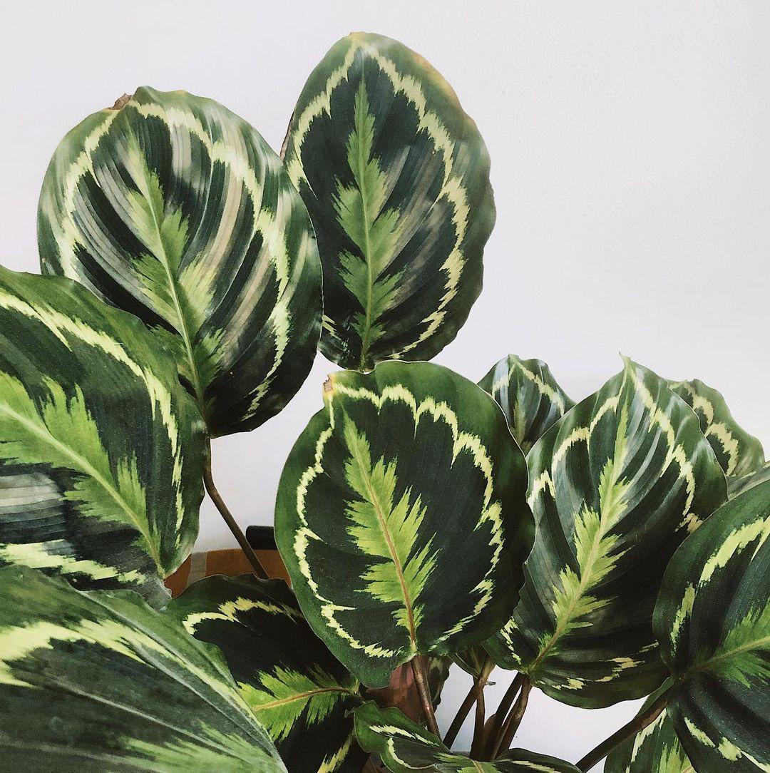 Calathea 'medallion' - View 13 from www redcrocus com