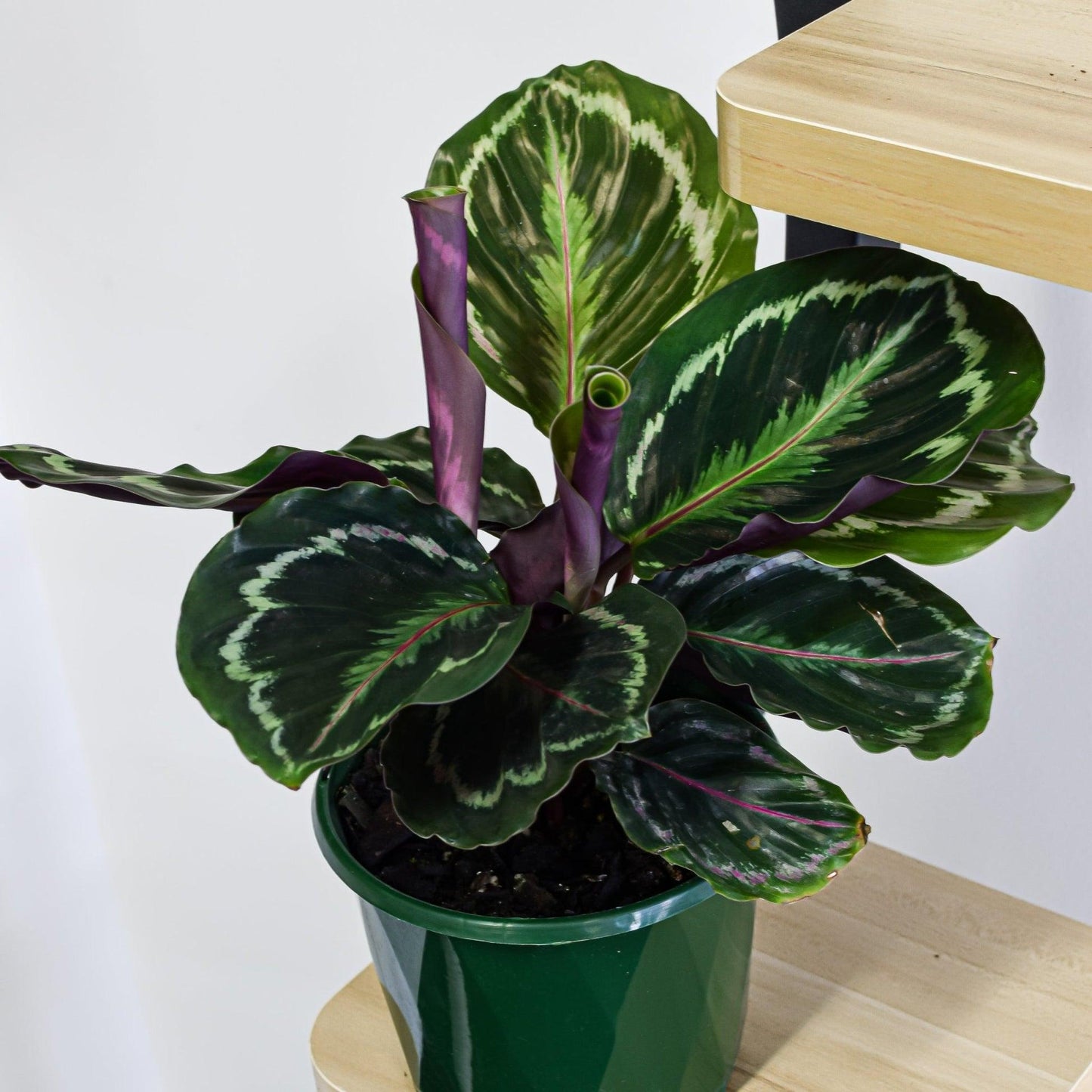 Calathea 'medallion' - View 14 from www redcrocus com
