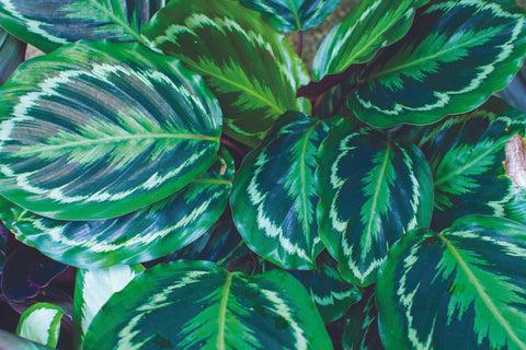 Calathea 'medallion' - View 15 from www redcrocus com