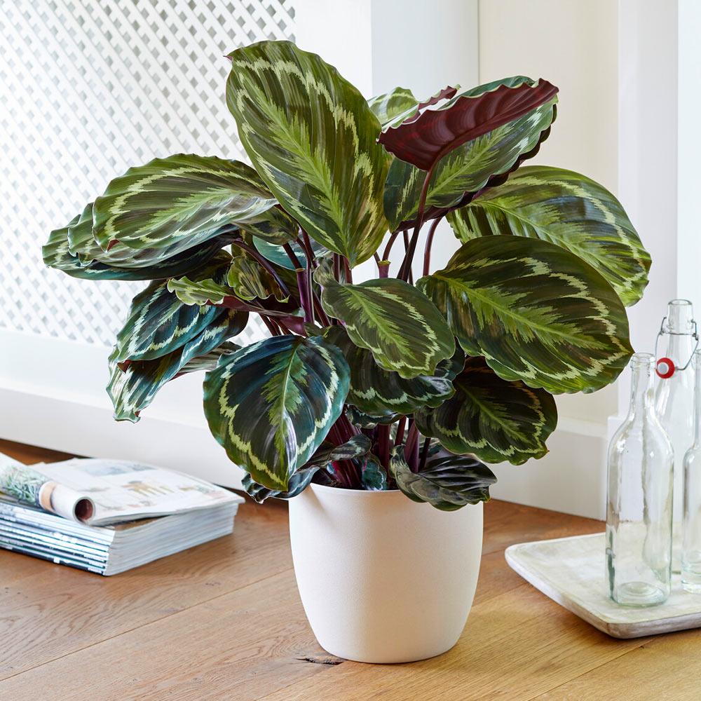 Calathea 'medallion' - View 18 from www redcrocus com
