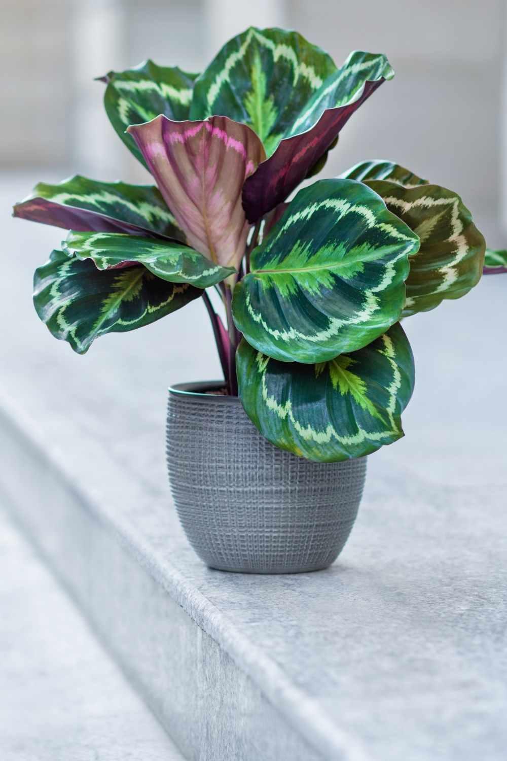 Calathea 'medallion' - View 3 from www redcrocus com