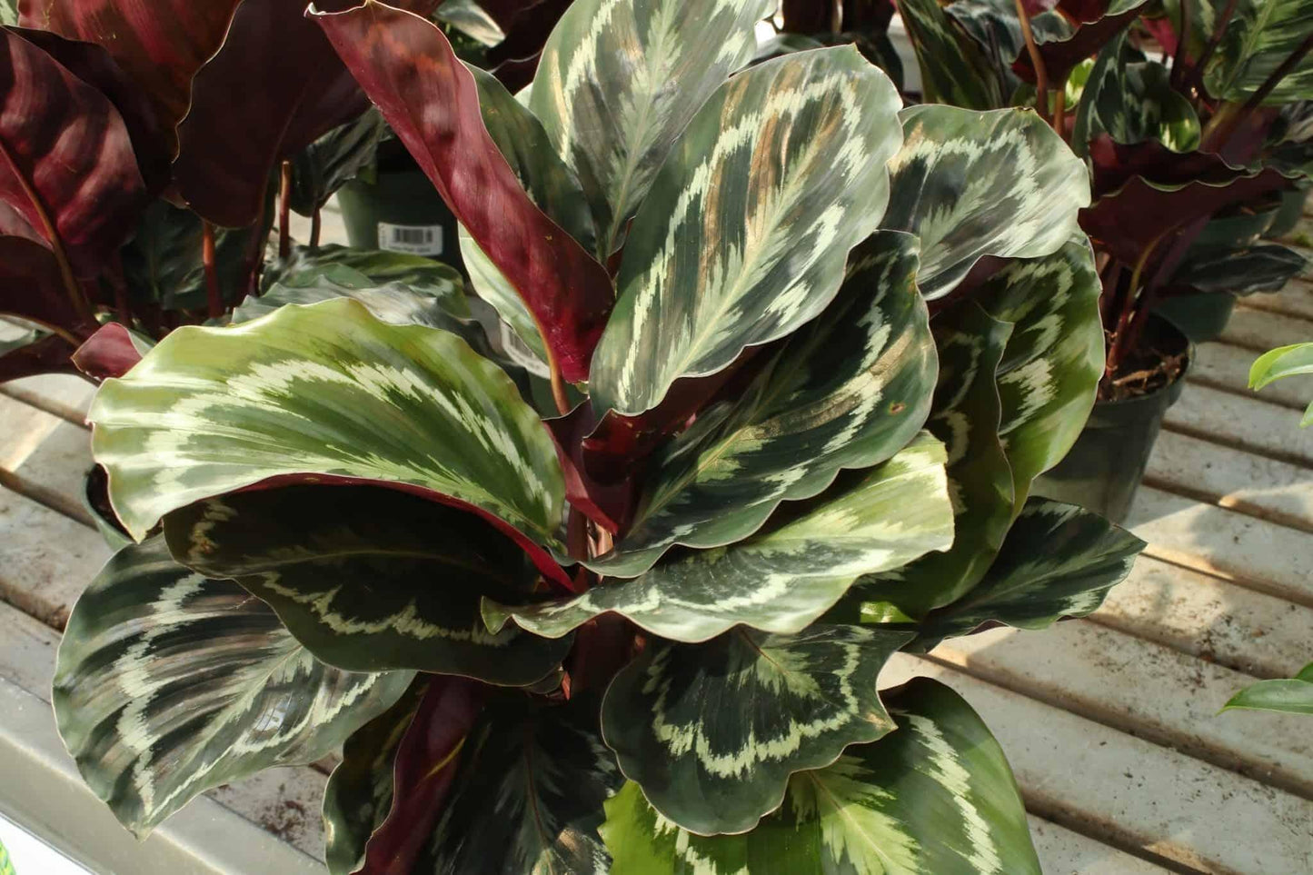 Calathea 'medallion' - View 5 from www redcrocus com