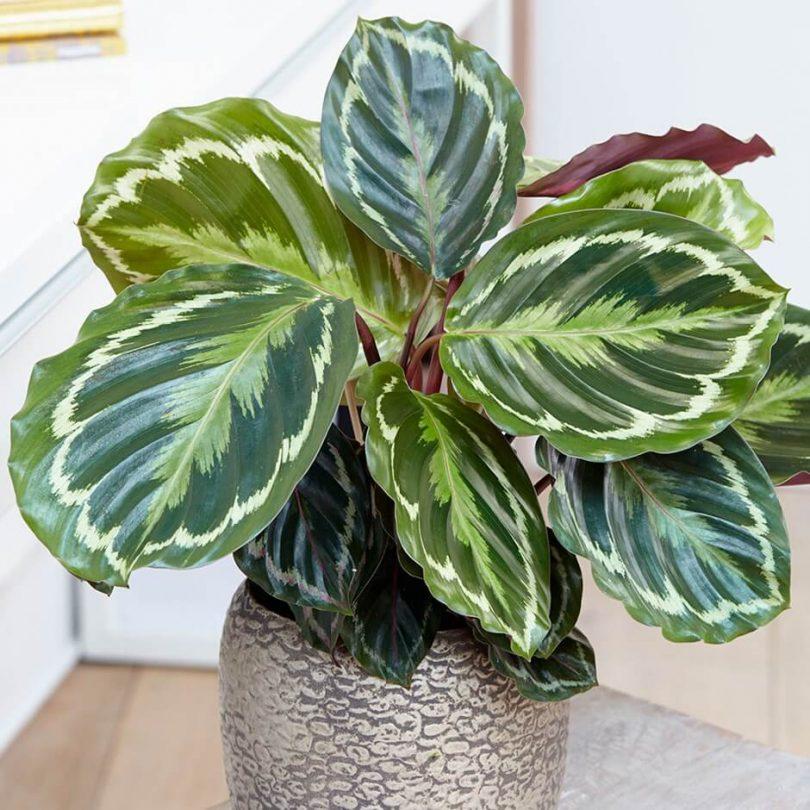 Calathea 'medallion' - View 6 from www redcrocus com