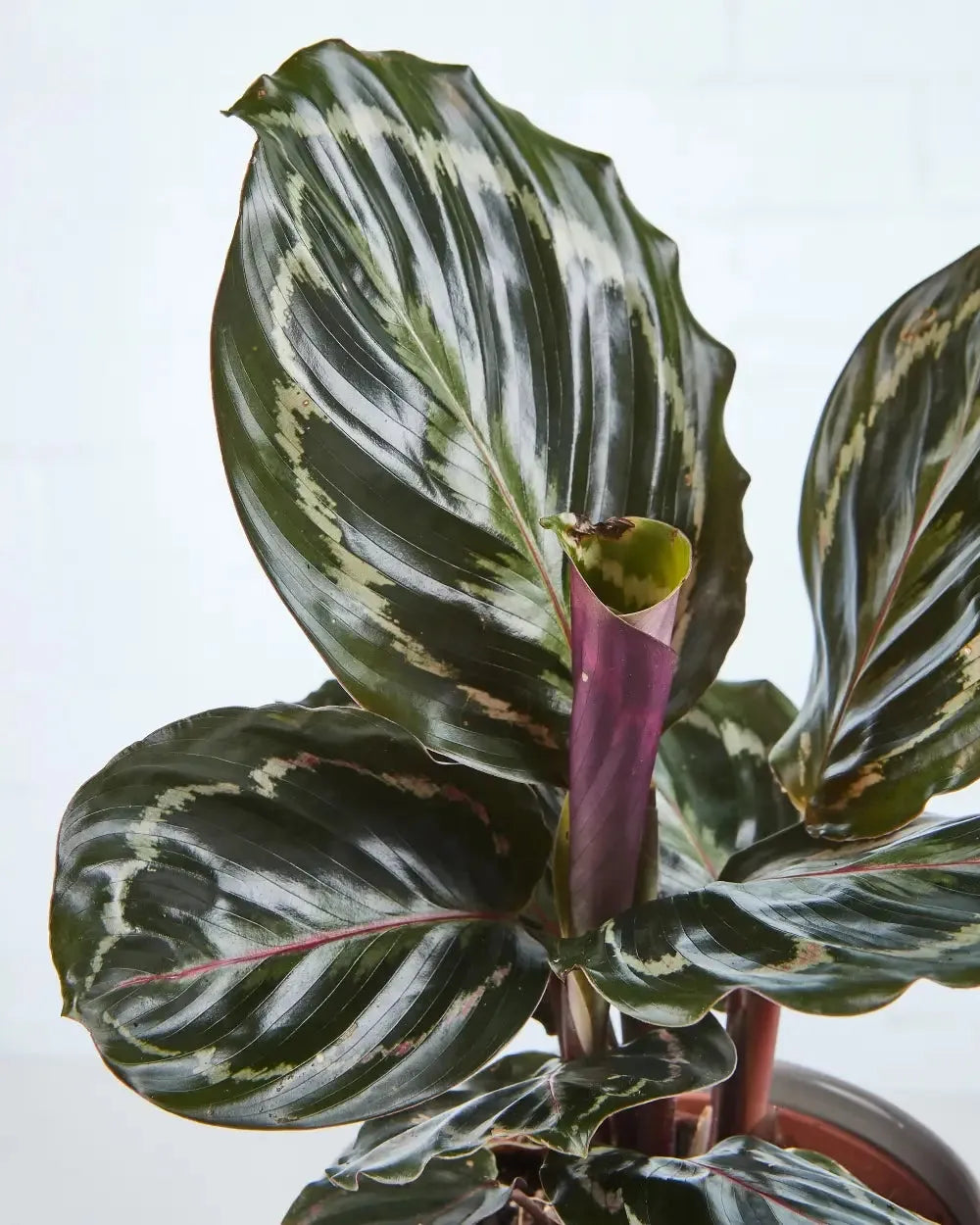 Calathea 'medallion' - View 7 from www redcrocus com