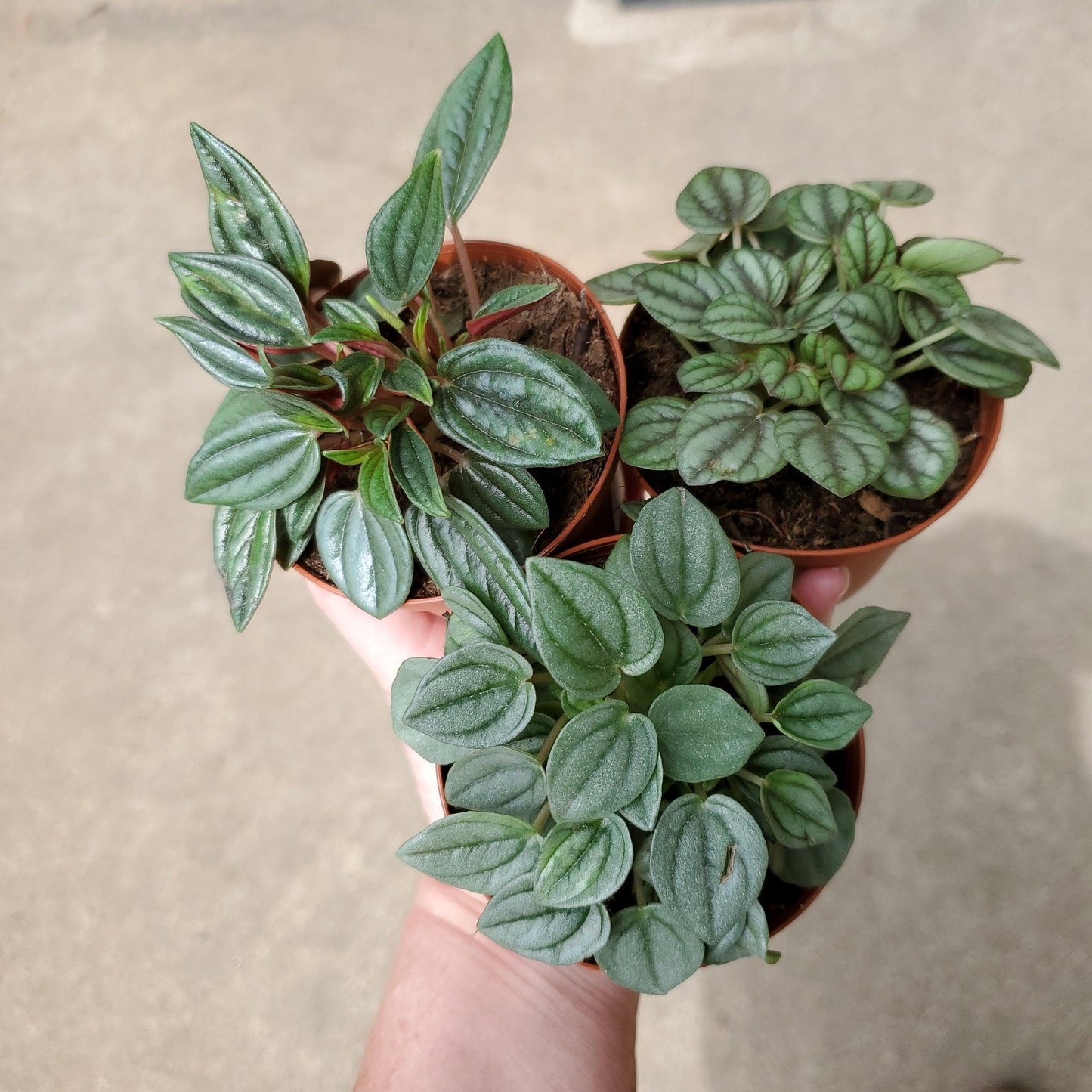 Peperomia, Assorted - View 5 from www redcrocus com