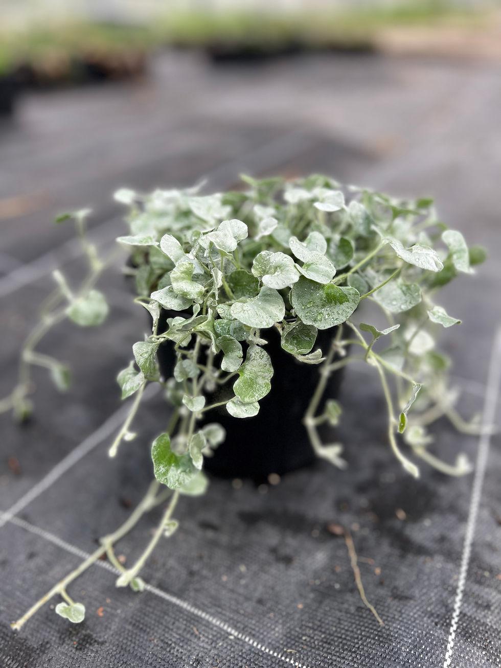 Dichondra Silver Falls - View 11 from www redcrocus com
