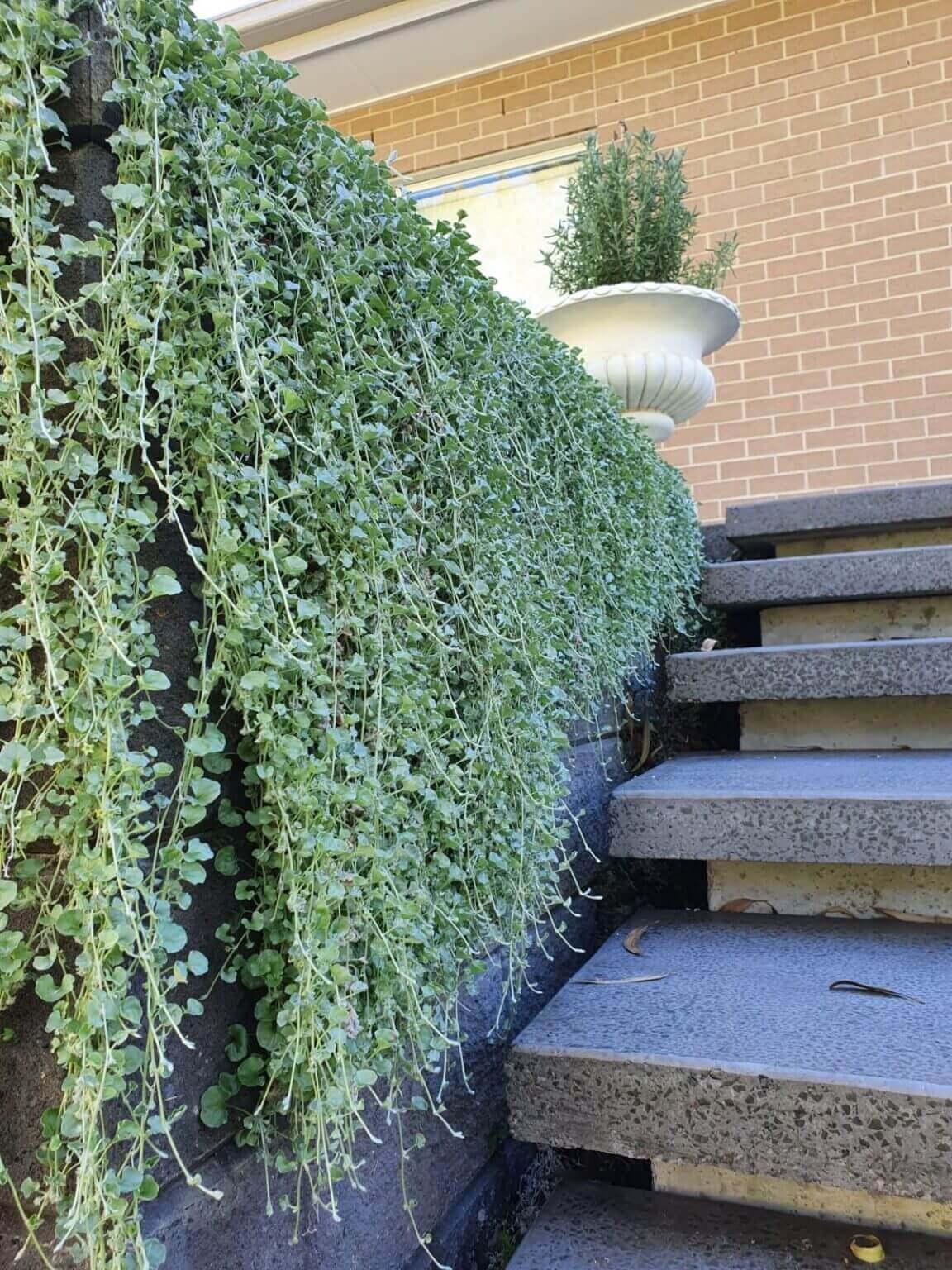 Dichondra Silver Falls - View 12 from www redcrocus com