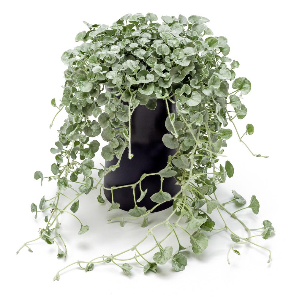 Dichondra Silver Falls - View 13 from www redcrocus com