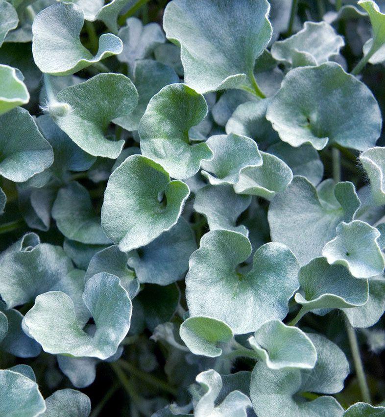 Dichondra Silver Falls - View 14 from www redcrocus com