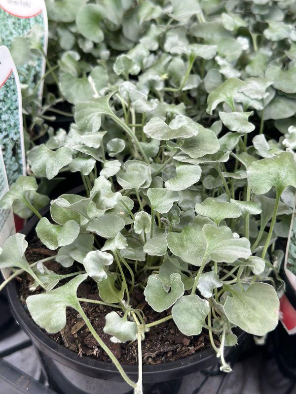 Dichondra Silver Falls - View 17 from www redcrocus com