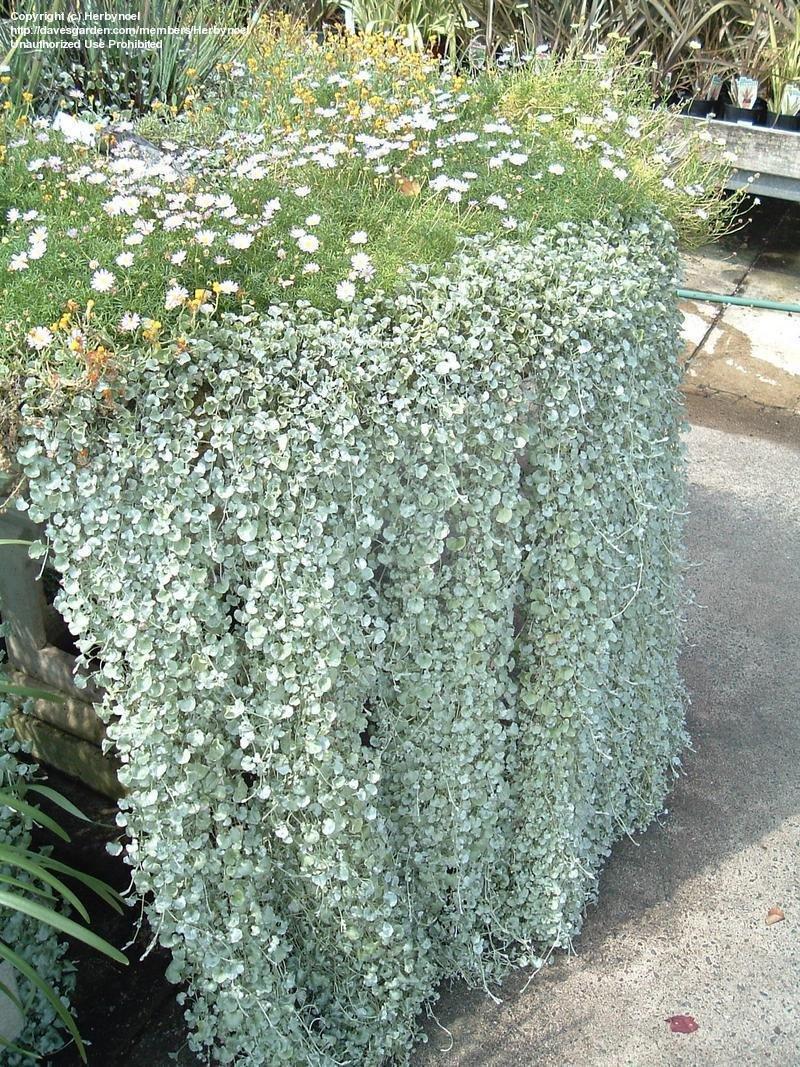 Dichondra Silver Falls - View 19 from www redcrocus com