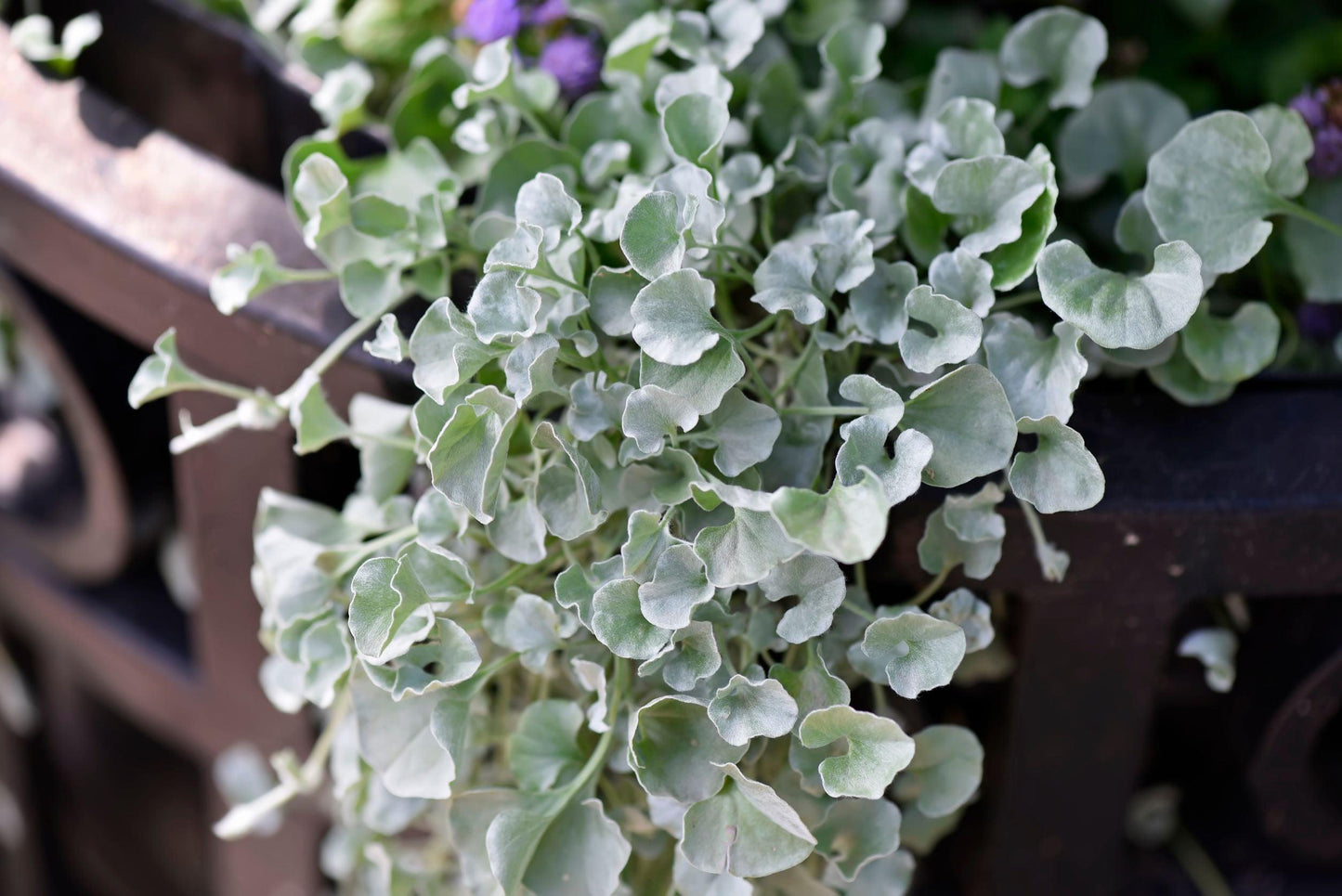 Dichondra Silver Falls - View 3 from www redcrocus com