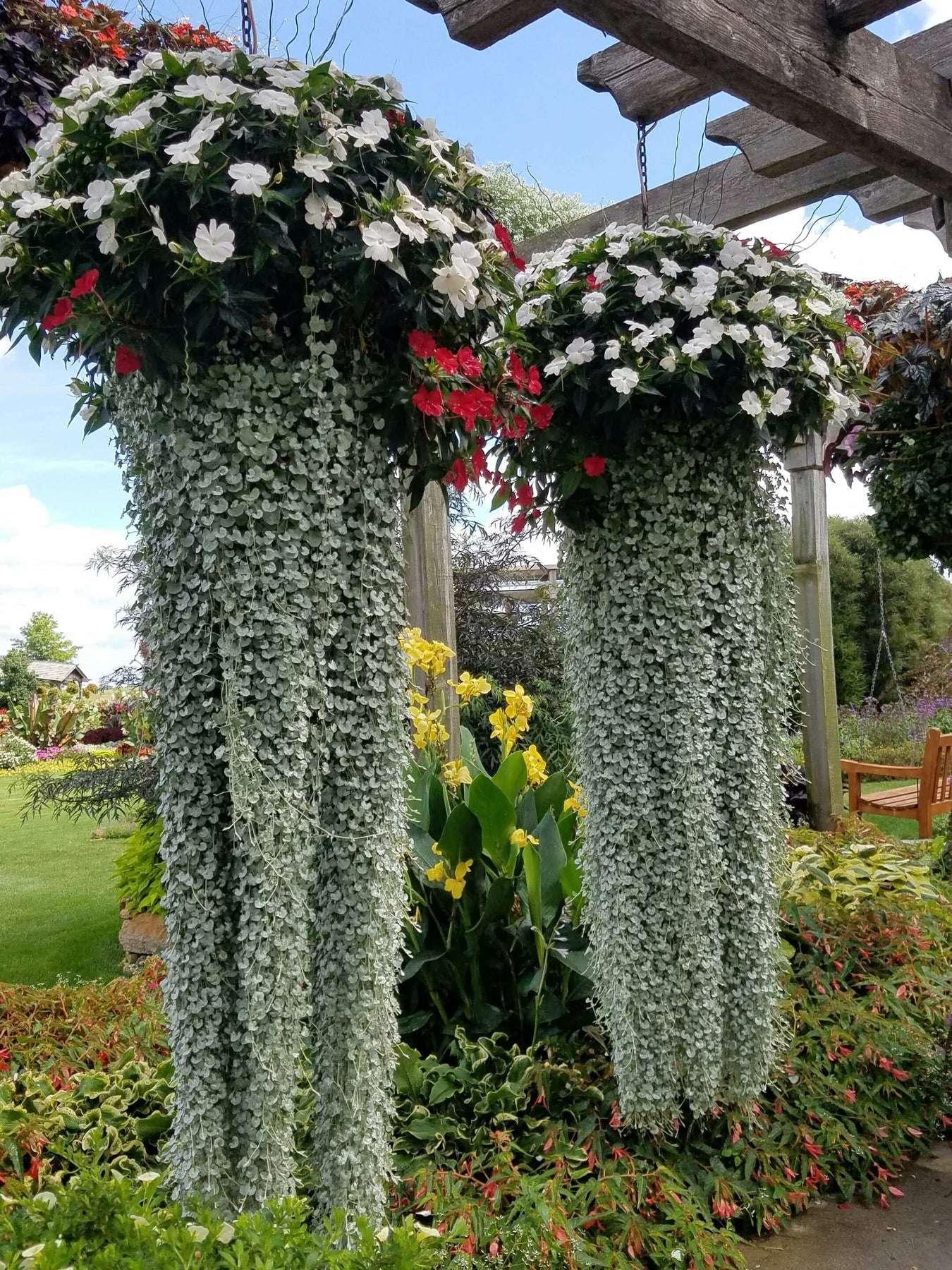 Dichondra Silver Falls - View 6 from www redcrocus com