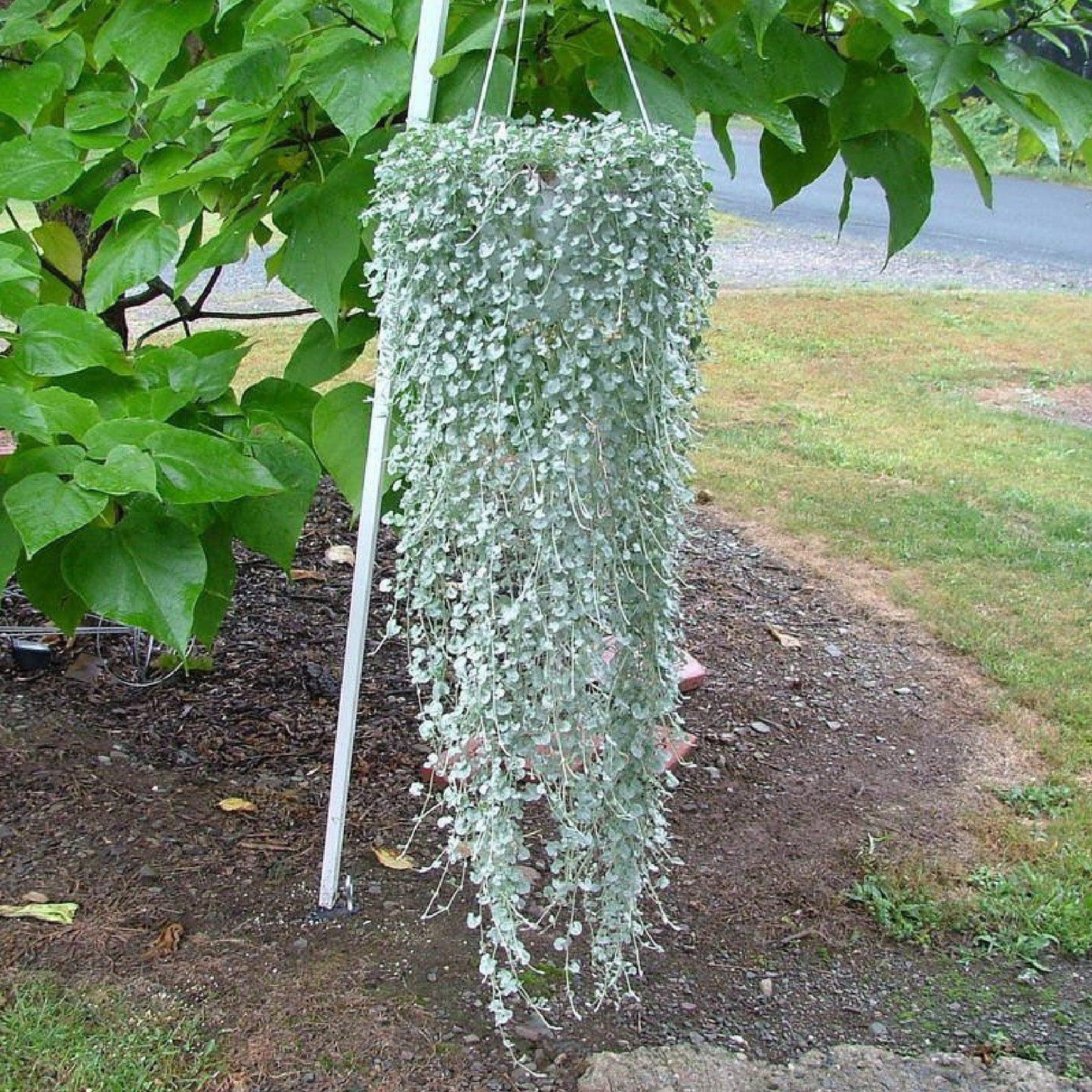 Dichondra Silver Falls - View 7 from www redcrocus com