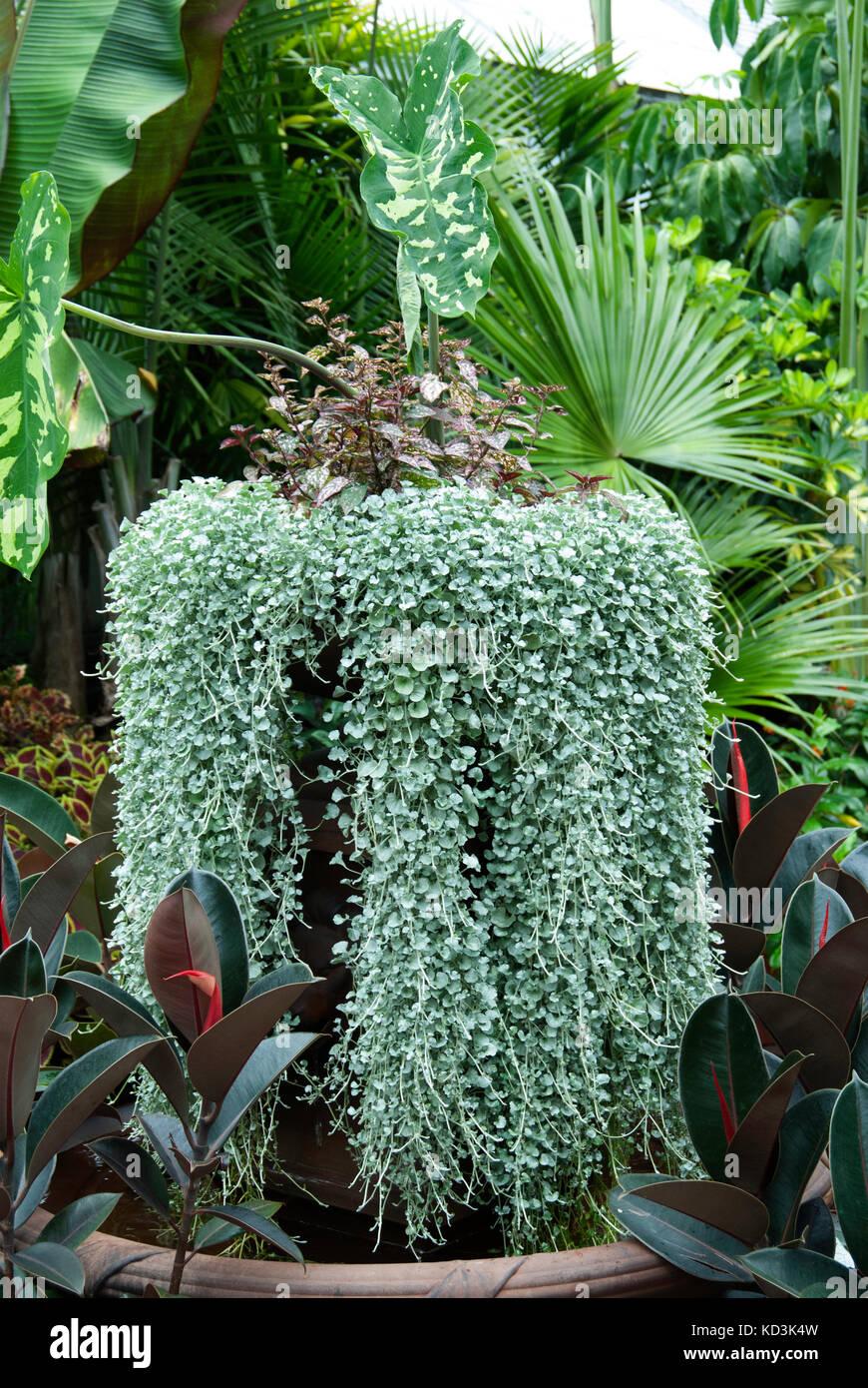 Dichondra Silver Falls - View 8 from www redcrocus com