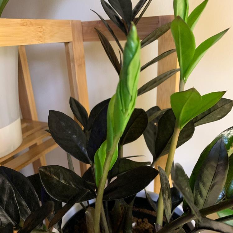Zamioculcas Zamiifolia Raven - View 11 from www redcrocus com